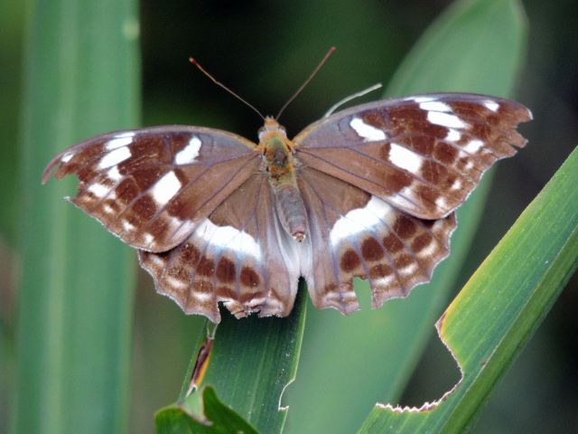メスグロヒョウモン、イシガケチョウ 他 : 当尾（とうの）からの風の便り