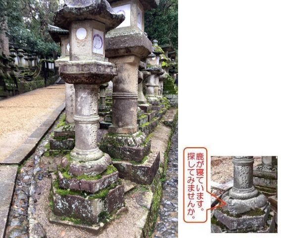 春日大社 3000基ある灯籠の中から「春日大明神」と彫られたレアな石