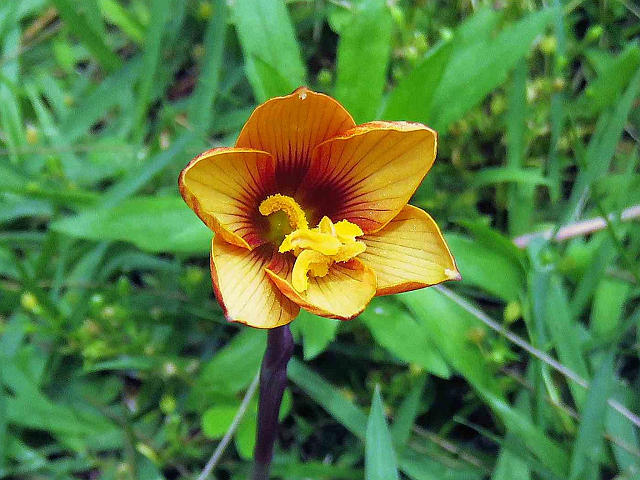 ハブランサスアンダーソニー、ルコウソウ 他 : 当尾（とうの