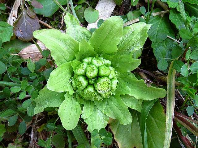 カラスノエンドウ 白花タンポポ 他 当尾 とうの からの風の便り