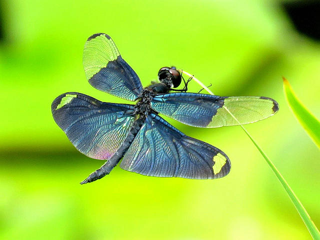 チョウトンボ ハッチョウトンボ 他 当尾 とうの からの風の便り チョウトンボ ハッチョウトンボ 他 当尾 とうの からの風の便り