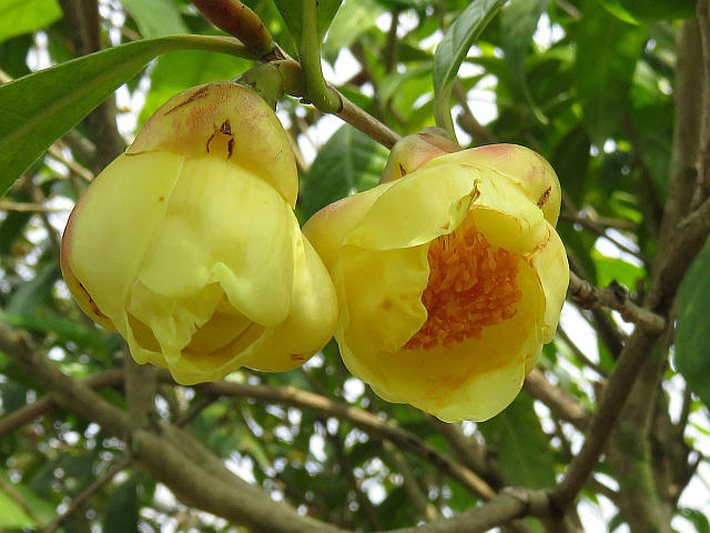 特別版：いろいろな椿 : 当尾（とうの）からの風の便り