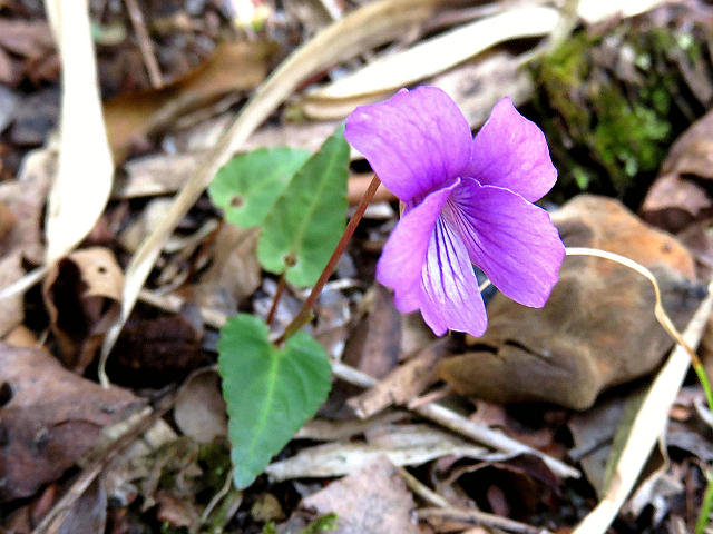 ハルリンドウ、フモトスミレ 他 : 当尾（とうの）からの風の便り