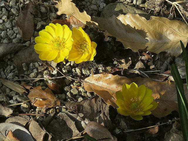 セツブンソウ フクジュソウ 他 当尾 とうの からの風の便り
