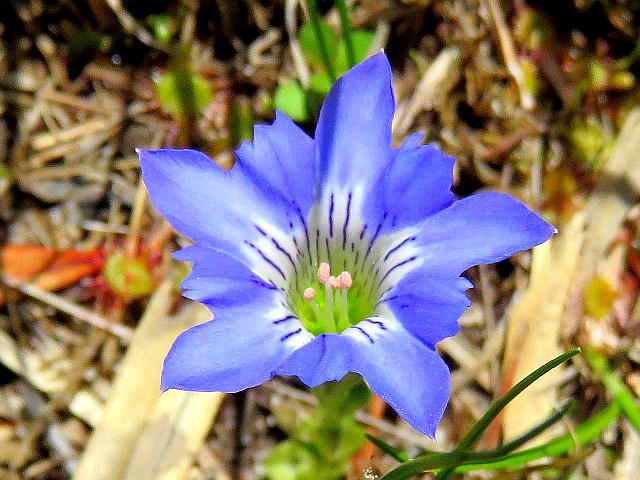 ハルリンドウ、フモトスミレ 他 : 当尾（とうの）からの風の便り