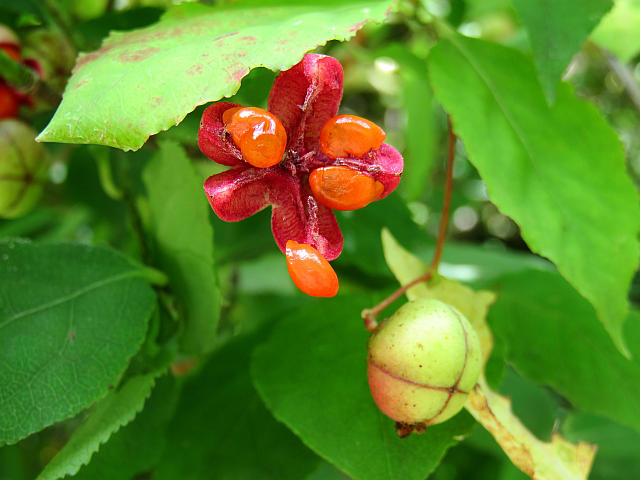 ツリバナ実 ユズリハ実 他 当尾 とうの からの風の便り