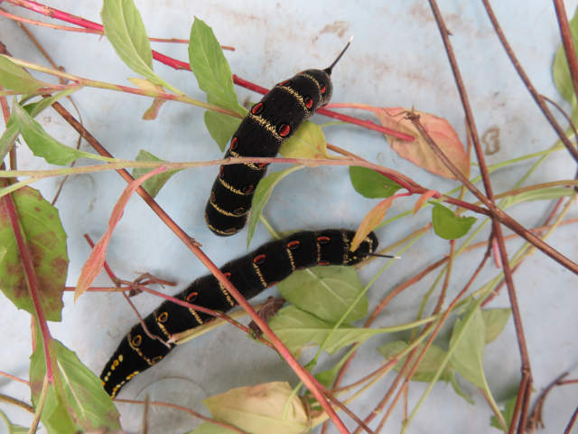 キノコ類 と ツマグロヒョウモンの親子 他 当尾 とうの からの風の便り