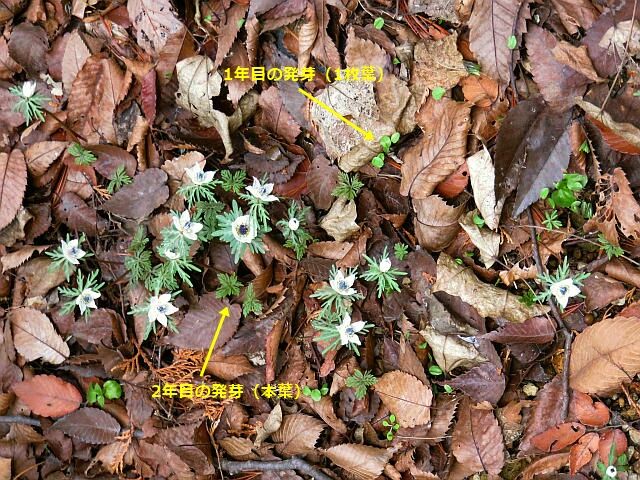 セツブンソウ フクジュソウ 他 当尾 とうの からの風の便り