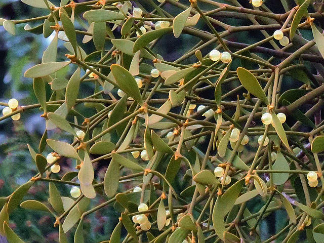 ヤドリギ、タチバナ、ボケ 他 : 当尾（とうの）からの風の便り