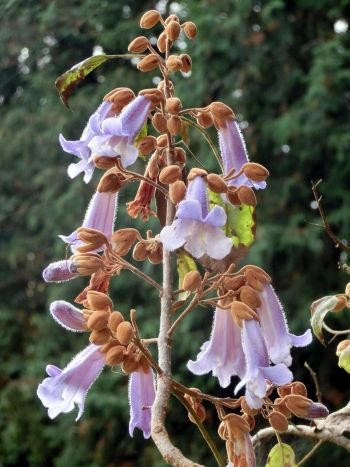 ツワブキ キリ サザンカ と ツバキ 他 当尾 とうの からの風の便り ツワブキ キリ サザンカ と ツバキ 他 当尾 とうの からの風の便り