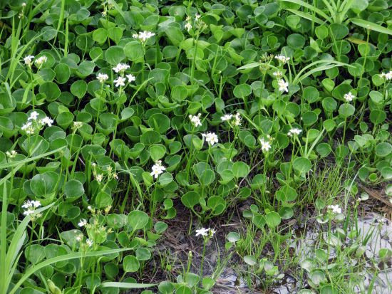 イワイチョウ 他 赤兎山で出会った花たち 当尾 とうの からの風の便り イワイチョウ 他 赤兎山で出会った花たち 当尾 とうの からの風の便り