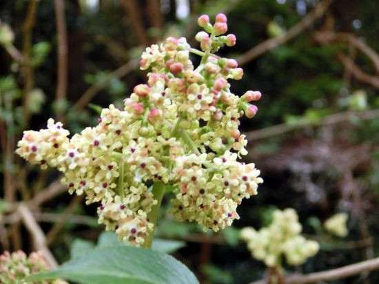 山採り　ウグイスカグラ　ムラサキシキブ付き 早春の樹木 ① ～ ウグイスカグラ、ニワトコ 他 : 当尾（とうの