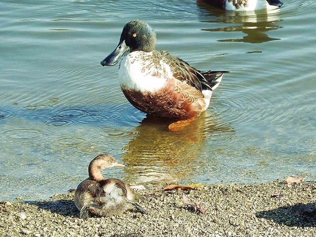 カイツブリ、カンムリカイツブリ 他 : 当尾（とうの）からの風の便り