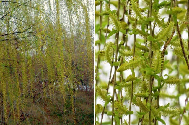 カワヅザクラ シダレヤナギ 他 当尾 とうの からの風の便り