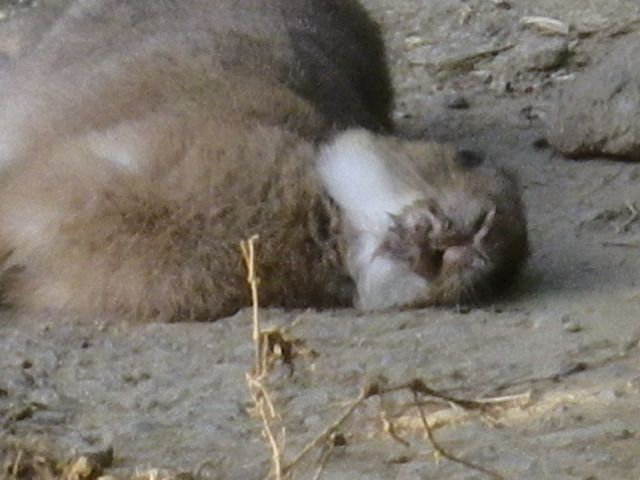 特集 ショット 里山の野生動物たち 当尾 とうの からの風の便り