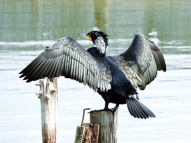 【yuu様用】鳥の頭骨　アオサギ・ウミネコ・カンムリカイツブリ m61431810409_1.jpg?1730376952