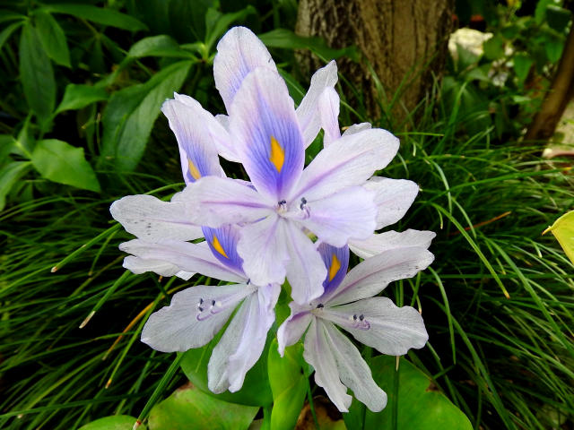 キセルアザミ ハゴロモモ 他 当尾 とうの からの風の便り キセルアザミ ハゴロモモ 他 当尾 とうの からの風の便り