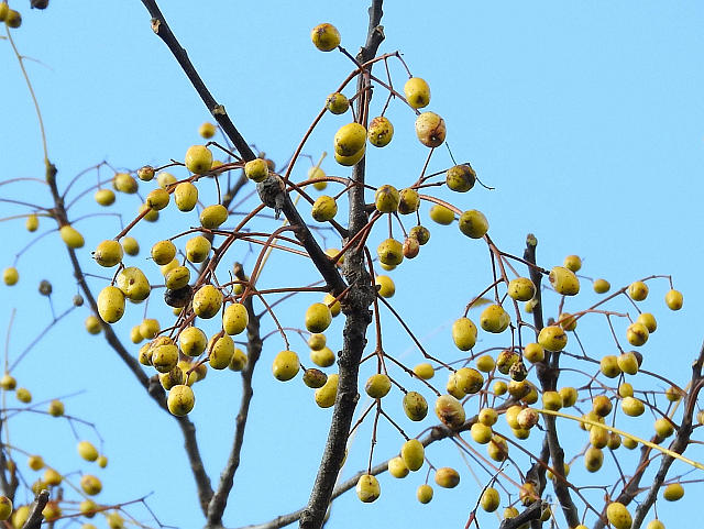 カラタチ実、宿り木2種 他 : 当尾（とうの）からの風の便り
