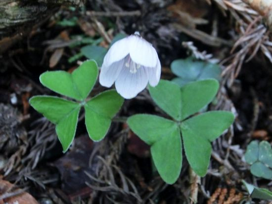 山で出会った植物たち ミヤマカタバミ イワカガミ トリカブト 他 当尾 とうの からの風の便り