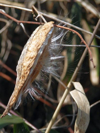 ガガイモ 種子 当尾 とうの からの風の便り