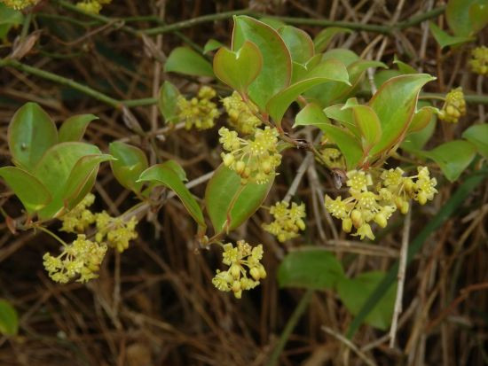 春の樹木の花たち サルトリイバラ カクミノスノキ 当尾 とうの からの風の便り