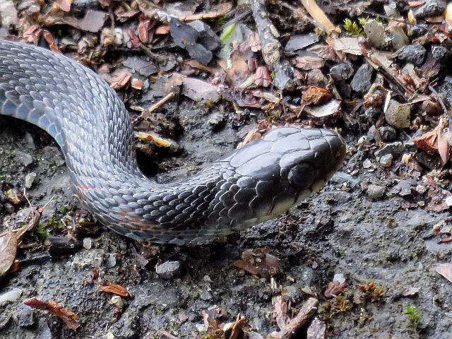 ゴマダラチョウ ヒグラシ 他 当尾 とうの からの風の便り