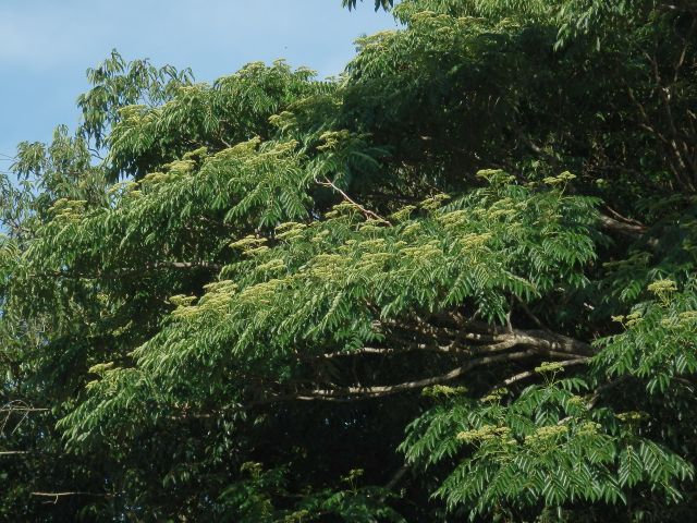 カラスザンショウ 当尾 とうの からの風の便り カラスザンショウ 当尾 とうの からの風の便り