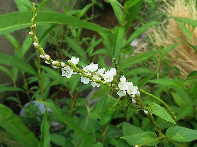 sirobana_sakuratade01