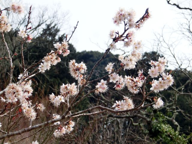 ウメ と フユザクラ 当尾 とうの からの風の便り
