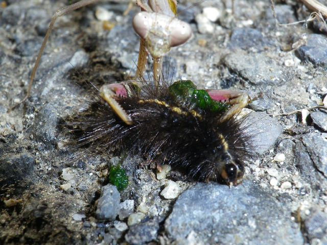 Kamakiri05_2 Kamakiri05_2