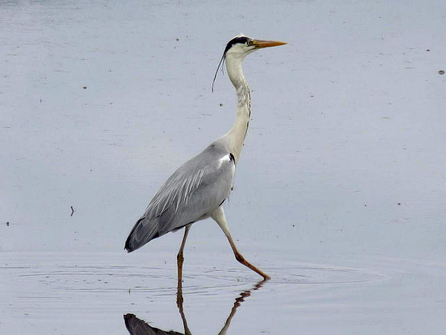 アマサギ カルガモの雛 他 当尾 とうの からの風の便り