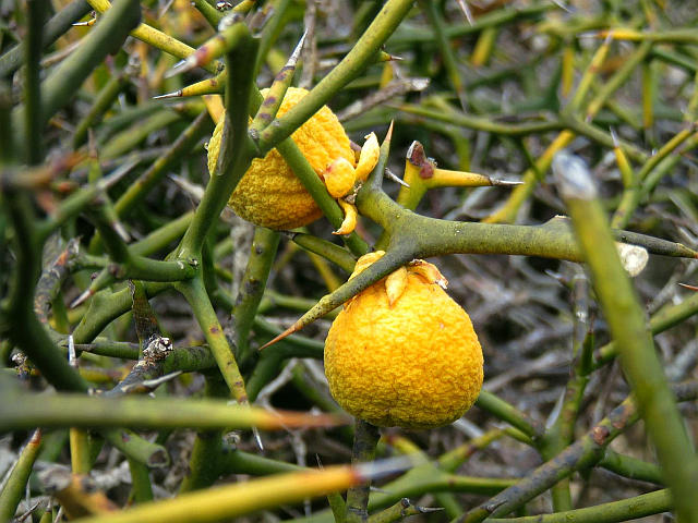 カラタチ実 宿り木2種 他 当尾 とうの からの風の便り