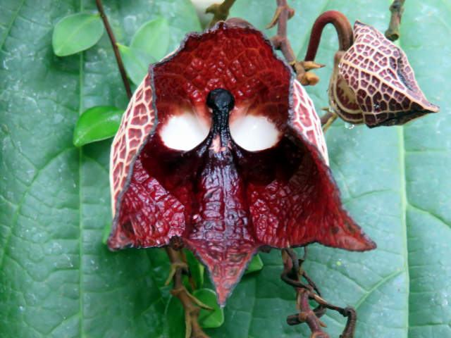 aristolochia01