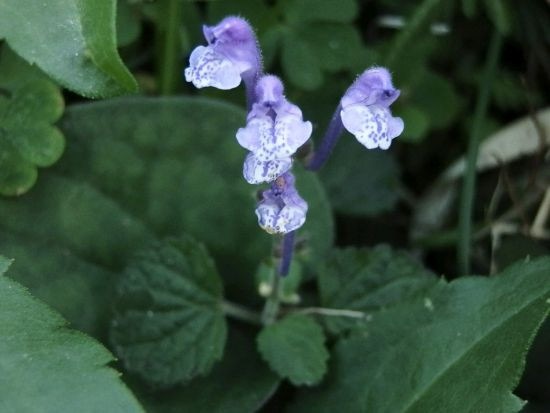 返り花 葉見ず花見ず 和綿と洋綿 当尾 とうの からの風の便り
