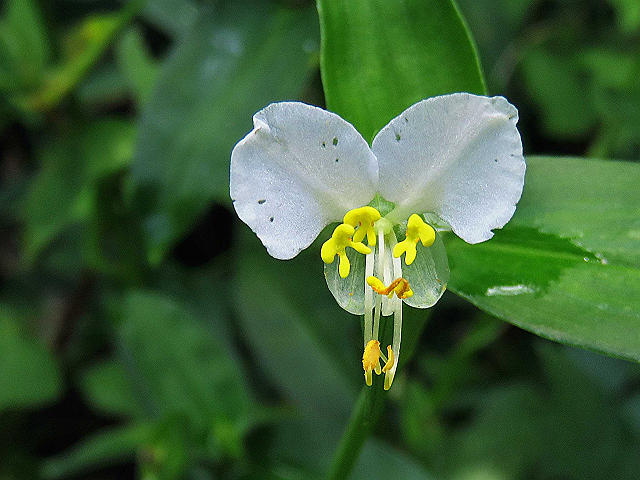 秋の白花変種①：ツユクサ、キツネノマゴ 他 : 当尾（とうの）からの風