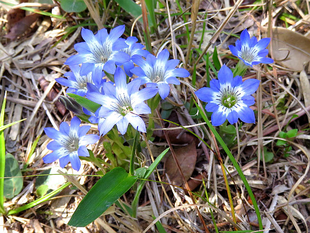 ハルリンドウ、フモトスミレ 他 : 当尾（とうの）からの風の便り