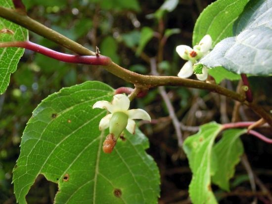 マタタビ ハンゲショウ 当尾 とうの からの風の便り