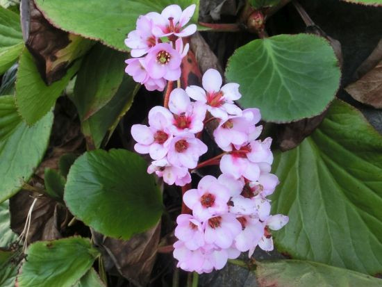 ツワブキ キリ サザンカ と ツバキ 他 当尾 とうの からの風の便り ツワブキ キリ サザンカ と ツバキ 他 当尾 とうの からの風の便り