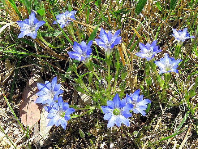 ハルリンドウ、フモトスミレ 他 : 当尾（とうの）からの風の便り