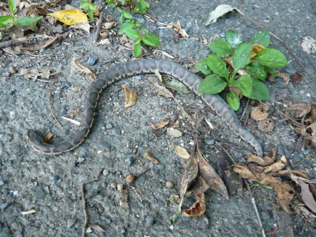 特集 ショット 里山の野生動物たち 当尾 とうの からの風の便り 特集 ショット 里山の野生動物たち 当尾 とうの からの風の便り