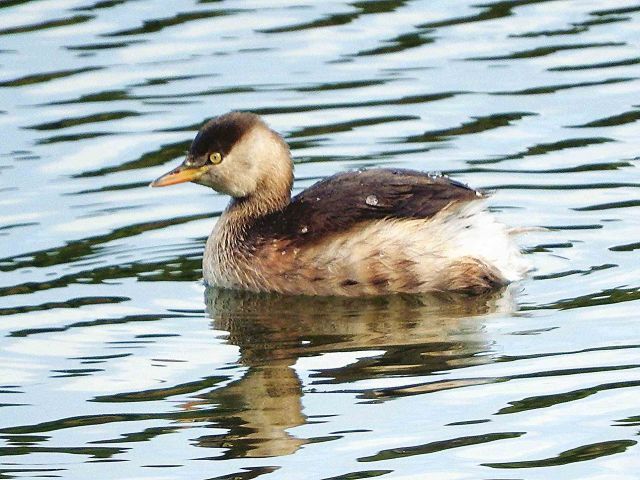 カイツブリ、カンムリカイツブリ 他 : 当尾（とうの）からの風の便り