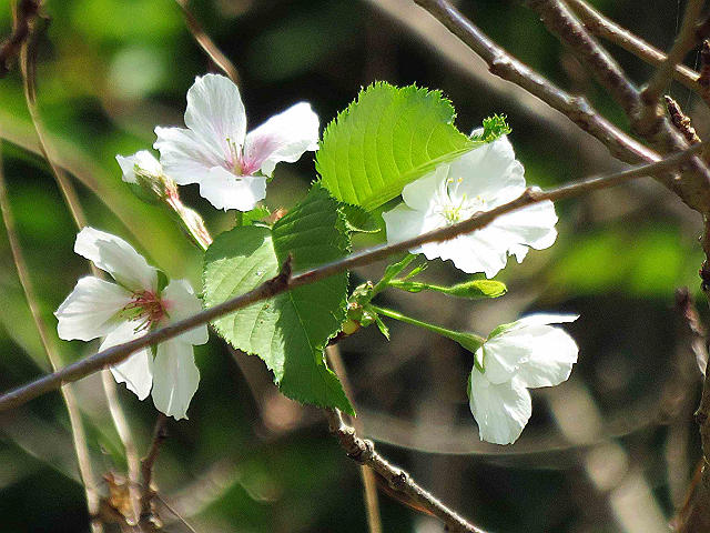 冬桜3種、ネコノチチ実 他 : 当尾(とうの)からの風の便り