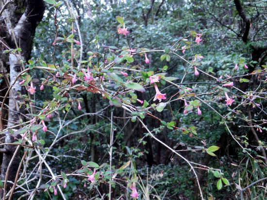a 山採り　ウグイスカグラ ヤマウグイスカグラ - 庭木図鑑 植木ペディア