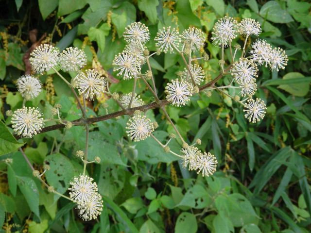 ヤマウド 当尾 とうの からの風の便り