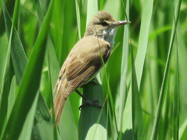 オオヨシキリ ヤマガラ 他 当尾 とうの からの風の便り