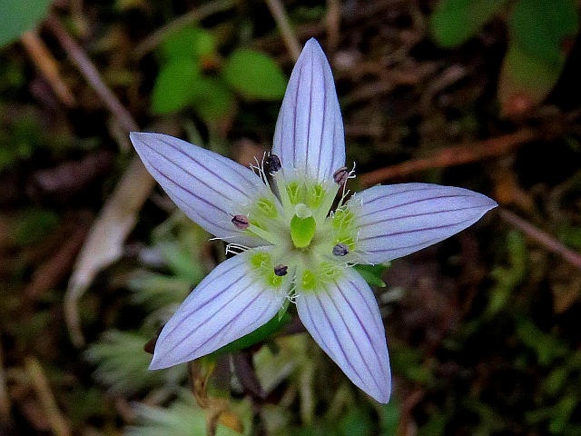 山野草センブリ花付き10本 センブリ | 山科植物資料館