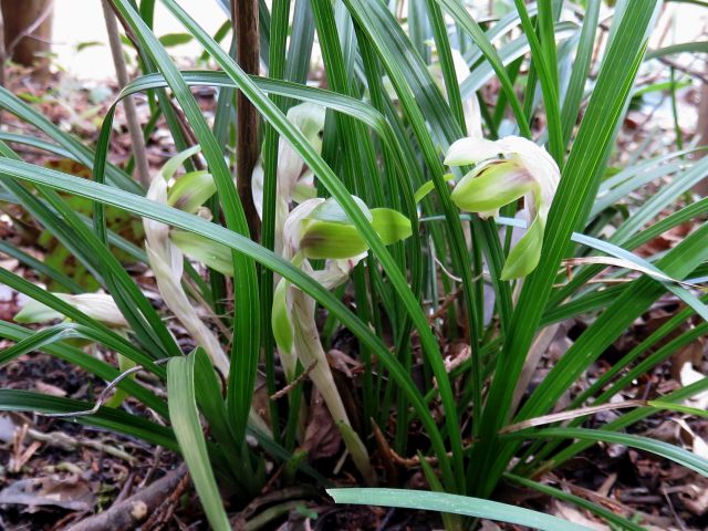 ヒトリシズカ ミツガシワ 他 当尾 とうの からの風の便り