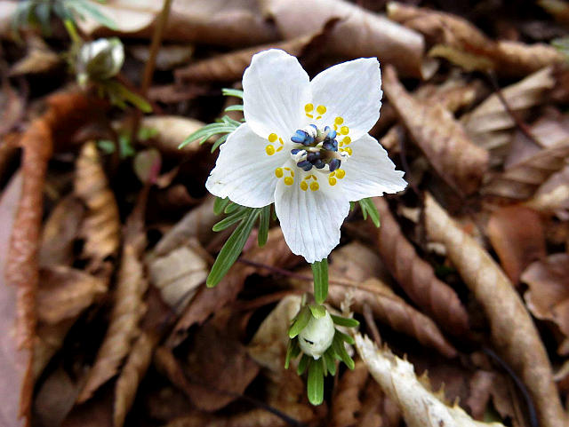 セツブンソウ フクジュソウ 他 当尾 とうの からの風の便り