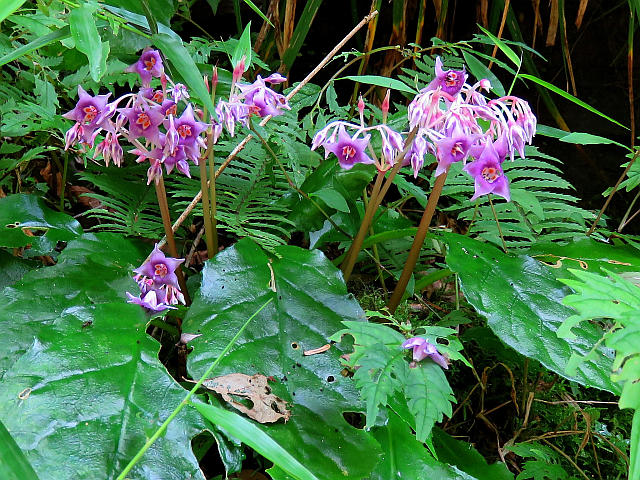 赤目渓谷 と イワタバコ 当尾 とうの からの風の便り