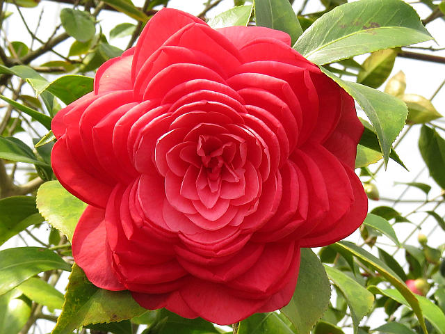 特別版 いろいろな椿 当尾 とうの からの風の便り 特別版 いろいろな椿 当尾 とうの からの風の便り